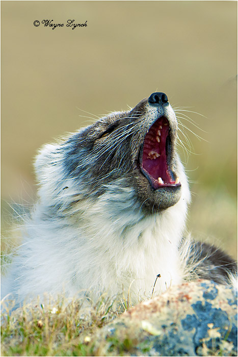 Arctic Fox 128 by Dr. Wayne Lynch &copy;